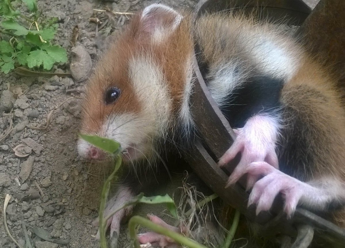 Обыкновенный хомяк Cricetus Cricetus