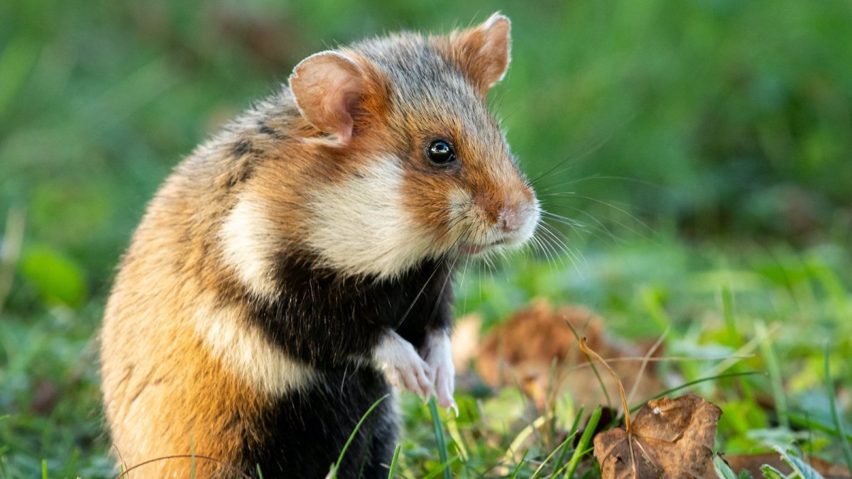 Черный хомяк карбыш