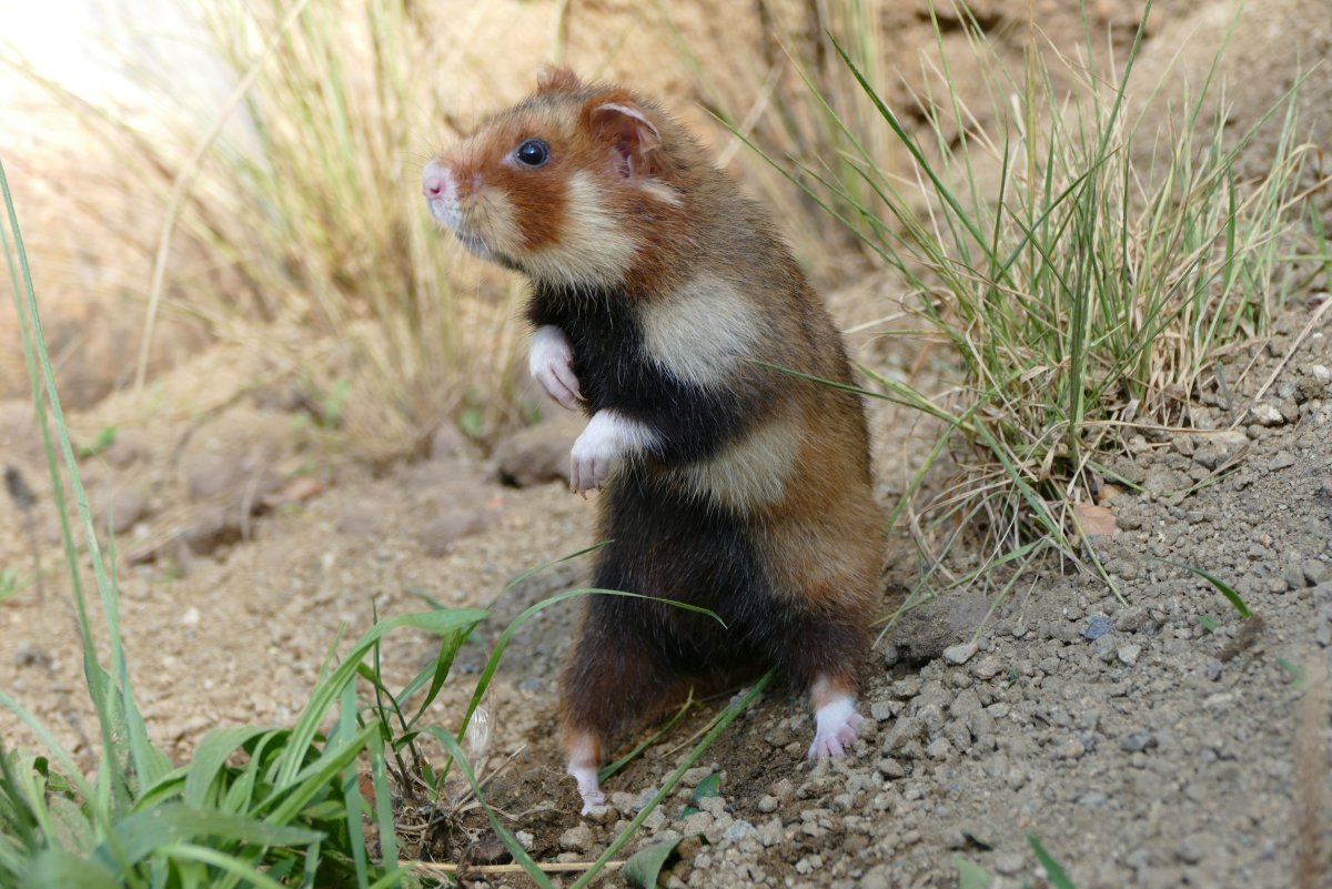 Обыкновенный хомяк карбыш