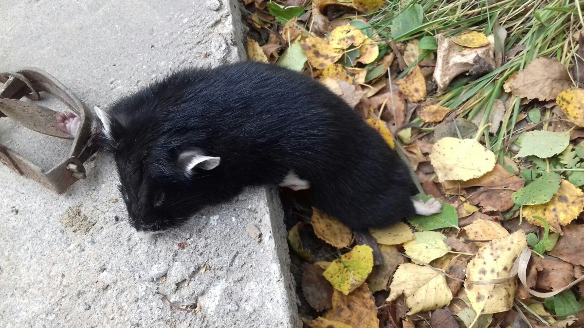 Хомяк злой карбыш