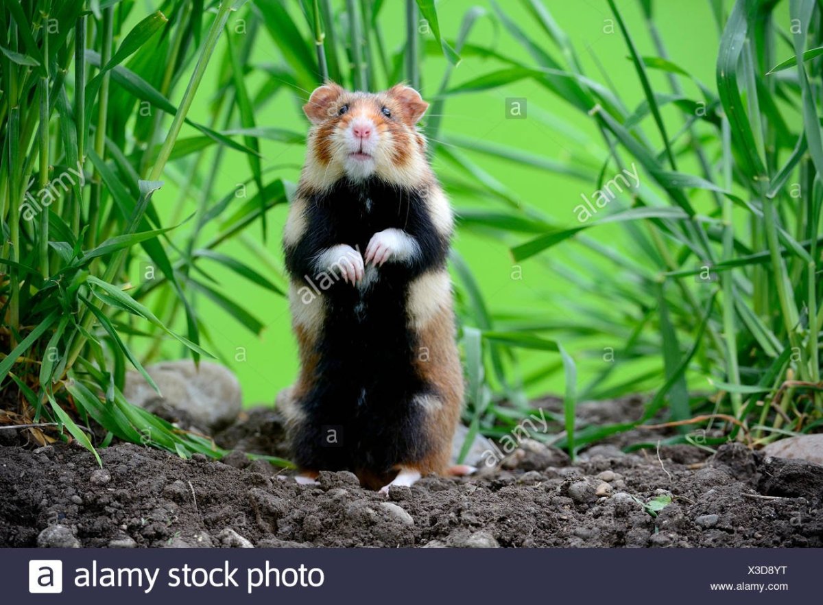 Хомяк обыкновенный черный