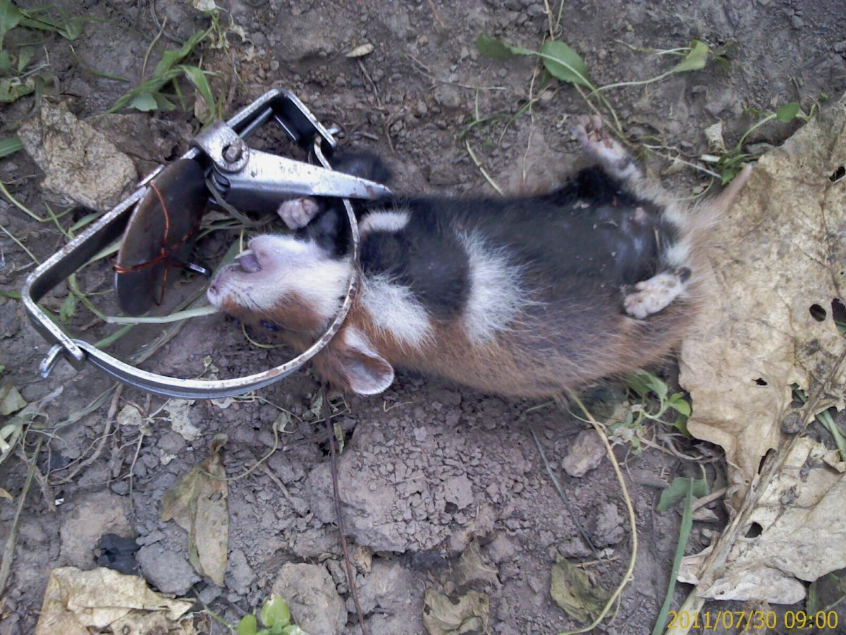 Полевой хомяк карбыш