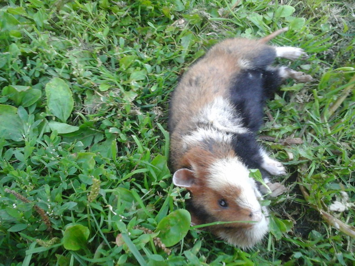 Дикий Лесной хомяк карбыш