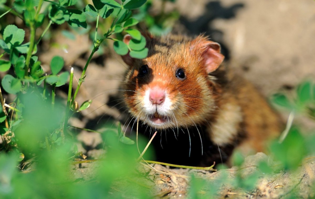 Обыкновенный хомяк карбыш