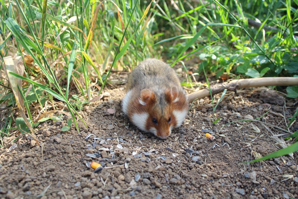 Карбыш Нора