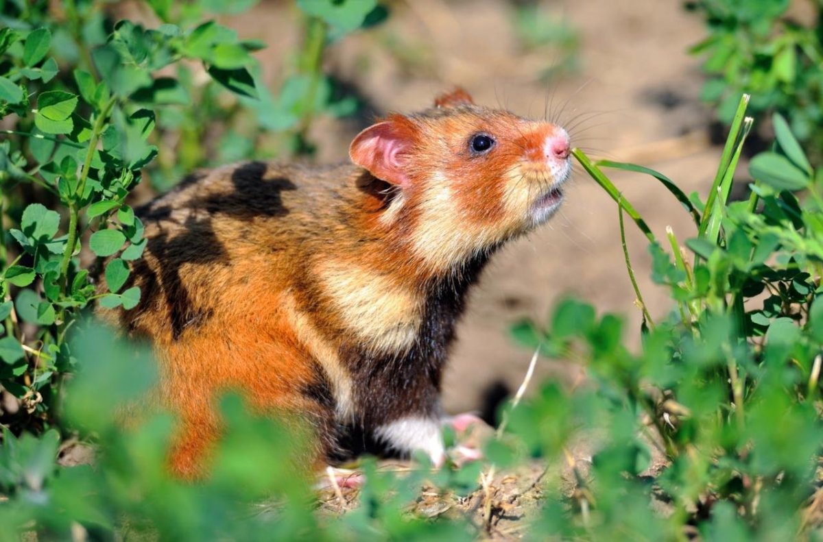 Лесной хомяк карбыш