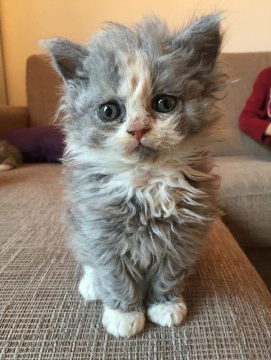 Селкирк рекс котята