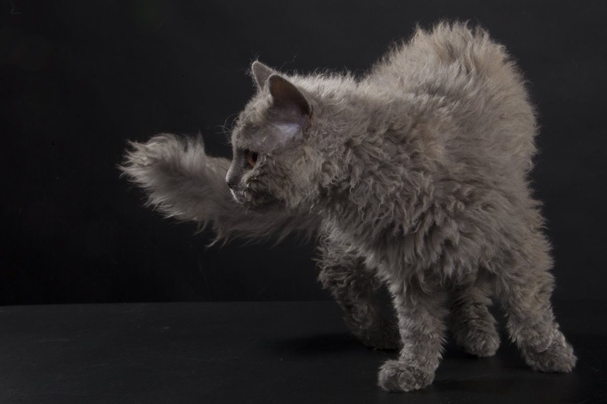 Лаперм серый