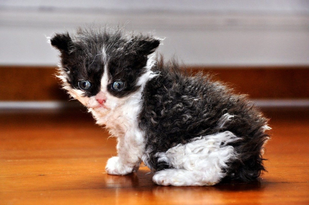 Кошка Селкирк рекс с котятами