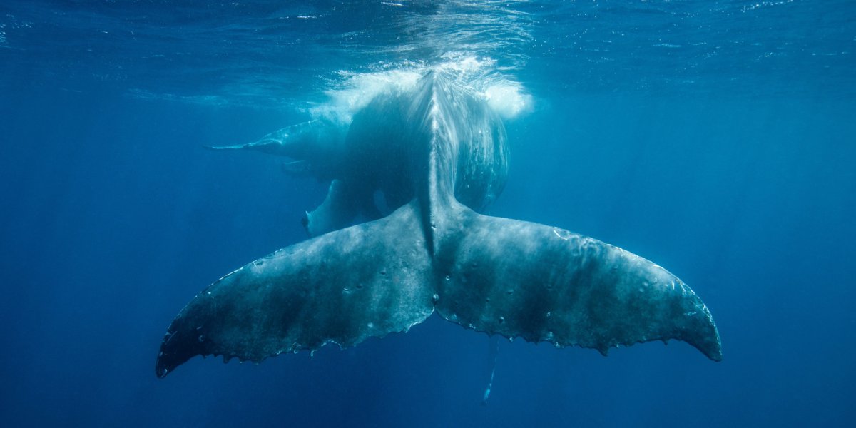 Кит на морском дне