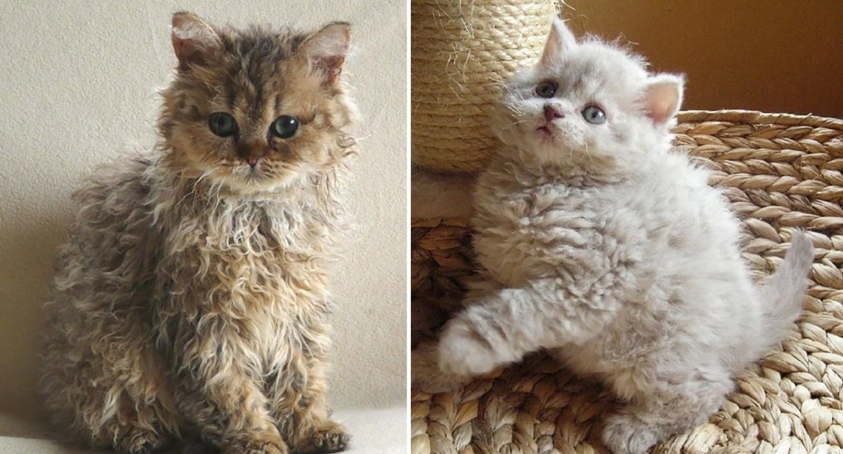 Селкирк рекс