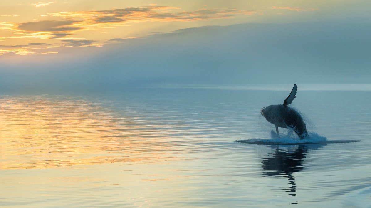 Горбатый кит Питерсберг Аляска