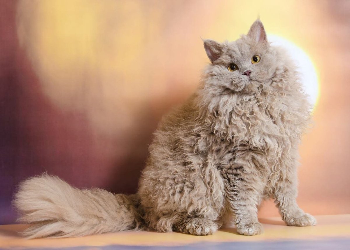 Селкирк рекс