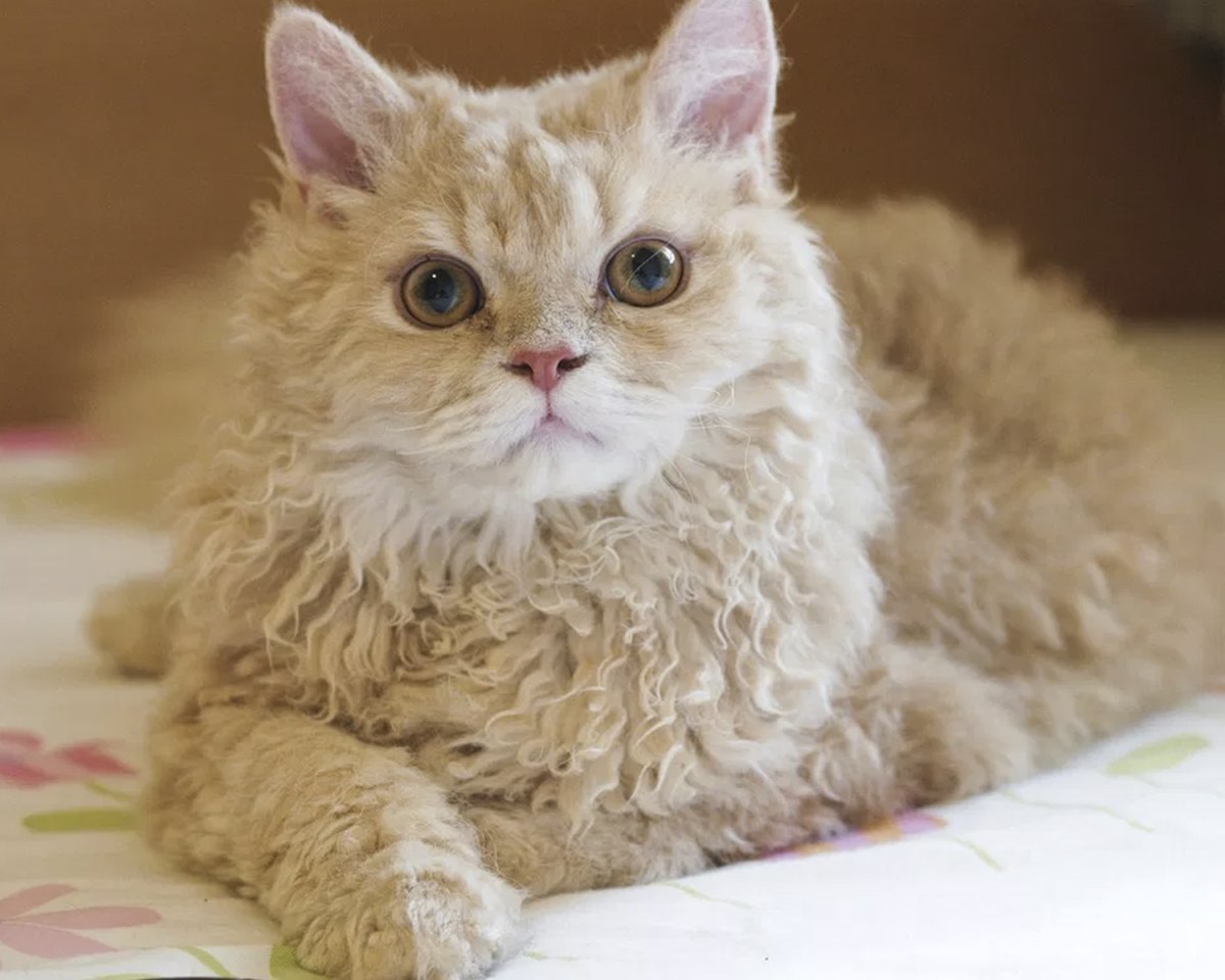 Селкирк рекс кошка