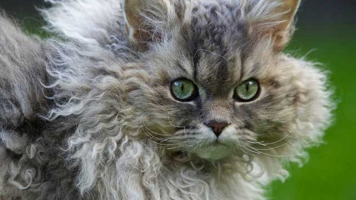 Кудрявые коты