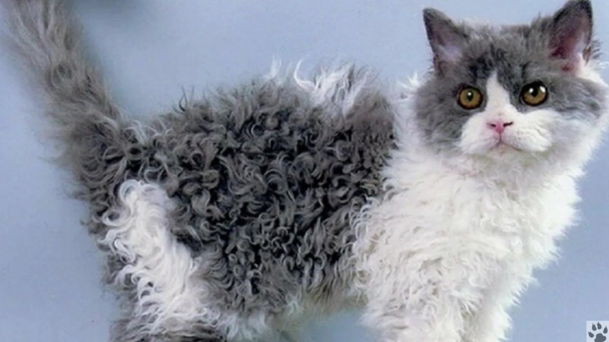 Селкирк рекс прямошерстный