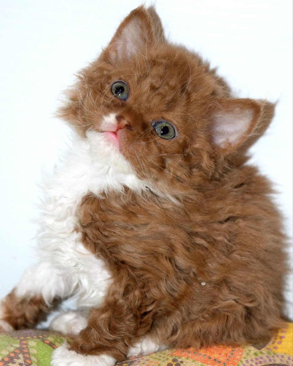 Кот Селкирк рекс