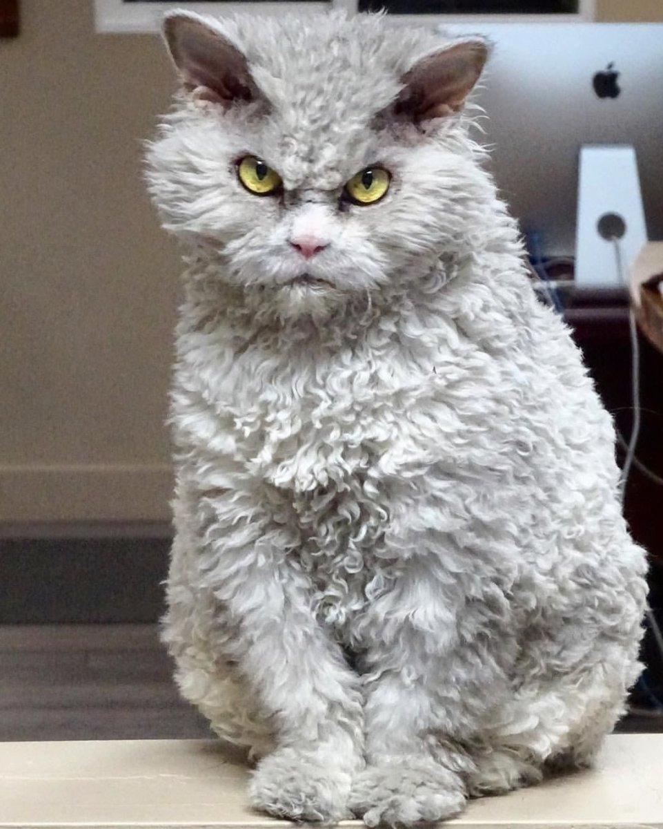 Кот Селкирк рекс