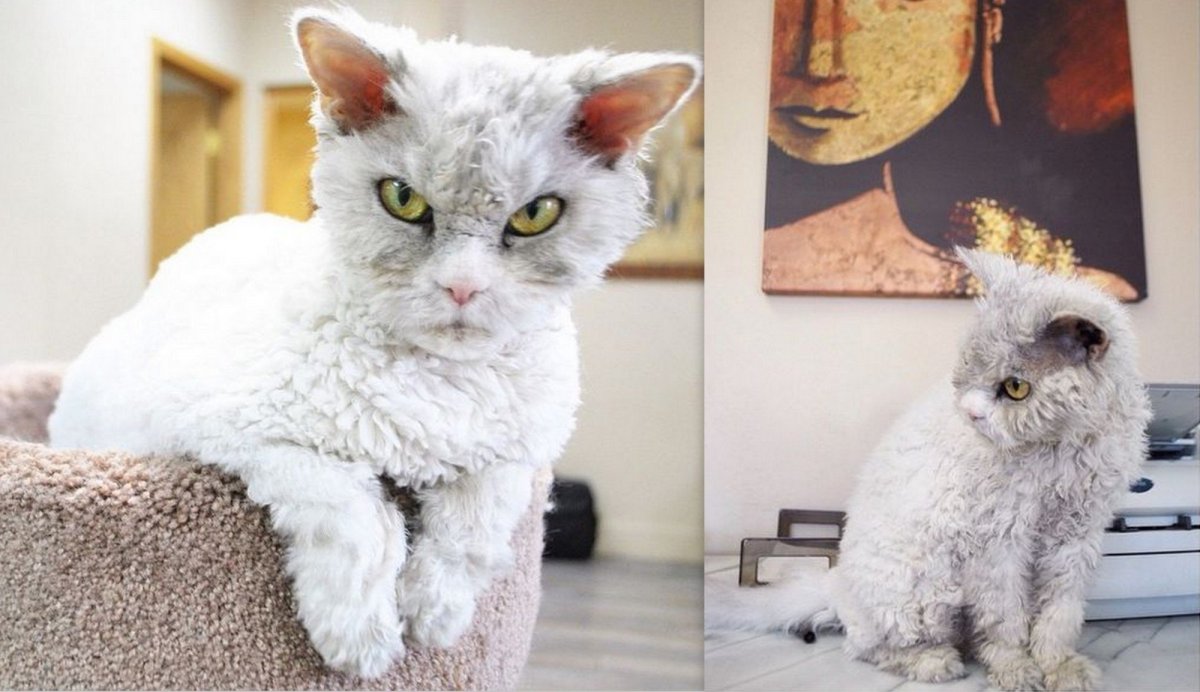 Селкирк рекс белый