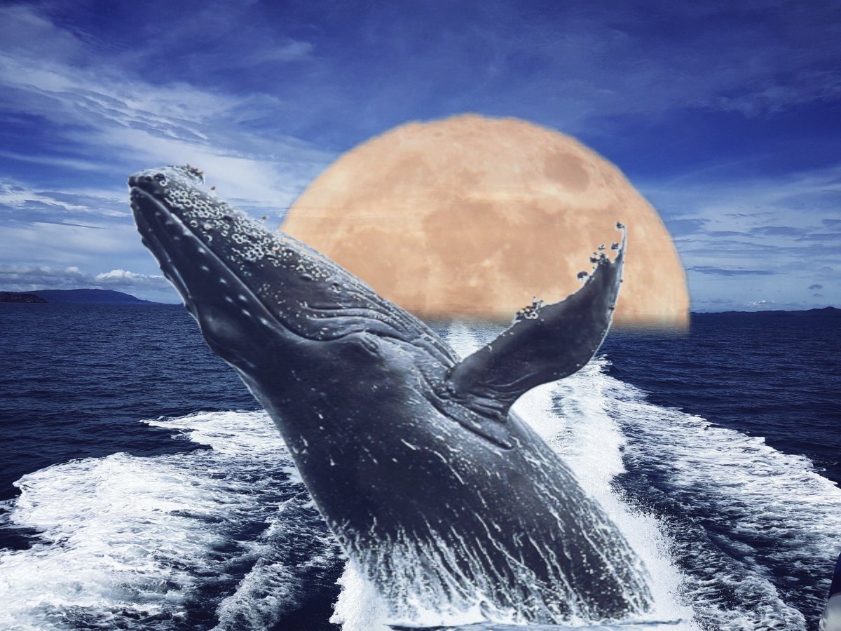 Горбатый кит