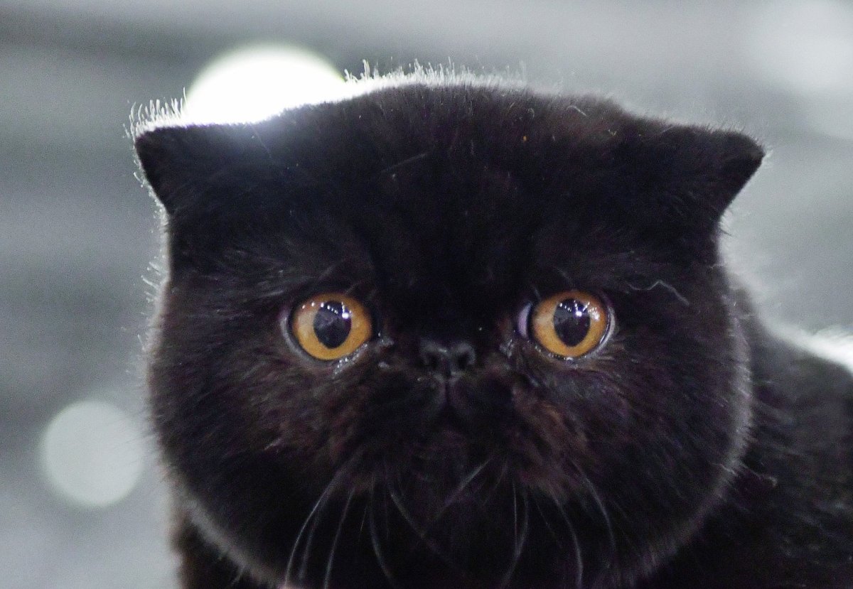 Короткошерстный экзот черный