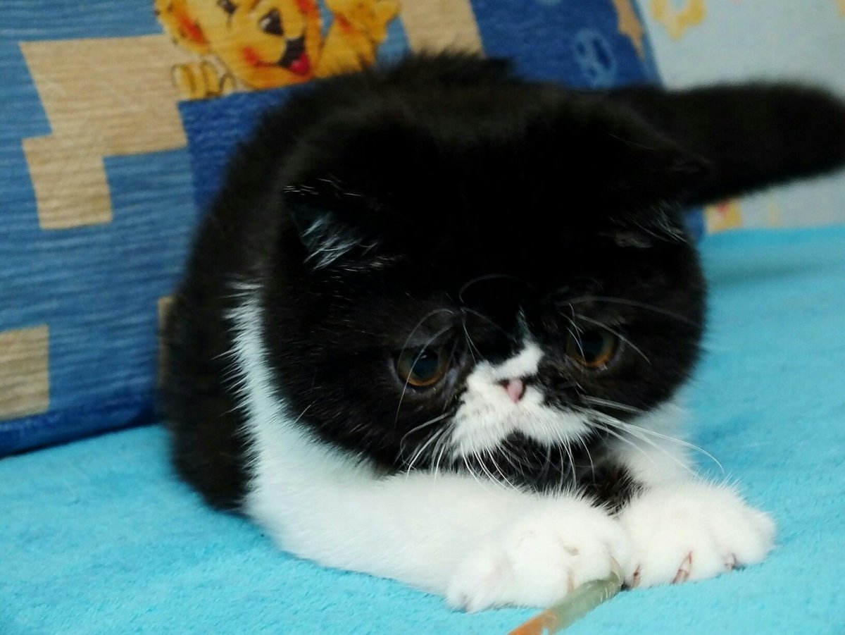 Экзот кошка