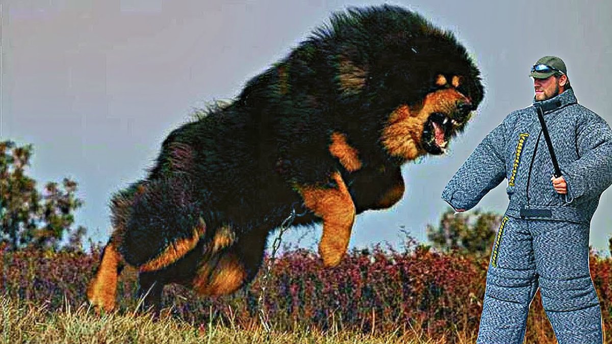 Тибетский мастиф и алабай