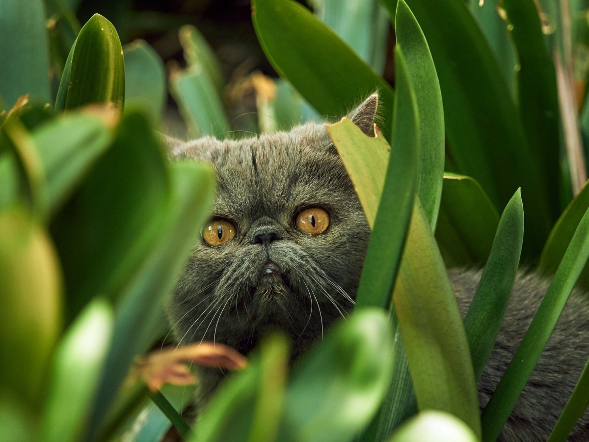 Персидский кот черный