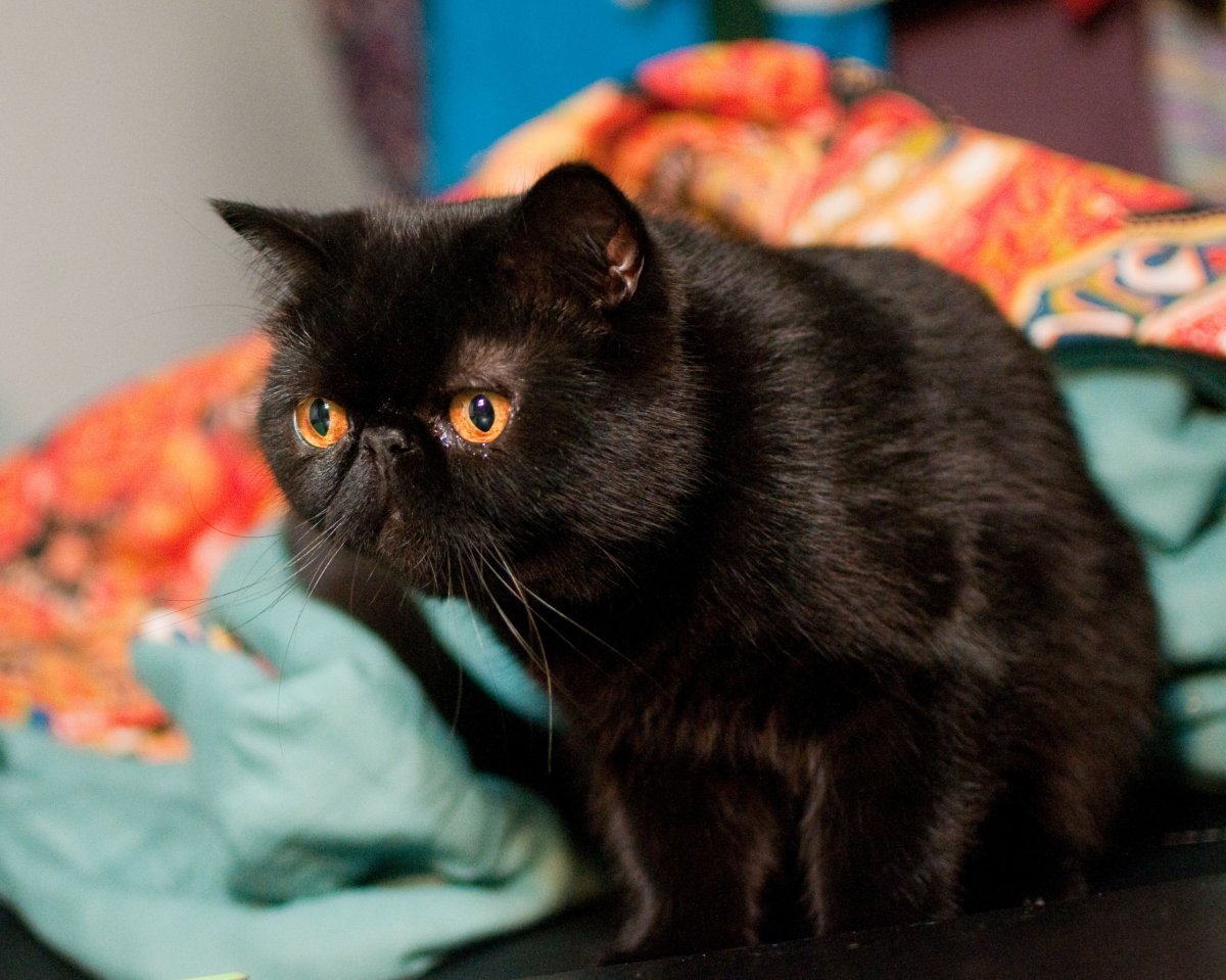 Персидская длинношерстная кошка Джуно