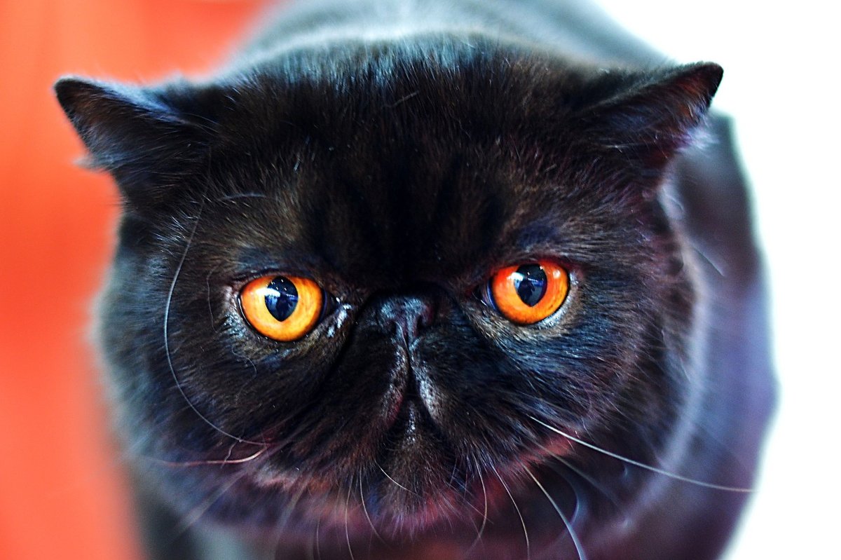 Черный кот экзот короткошерстный