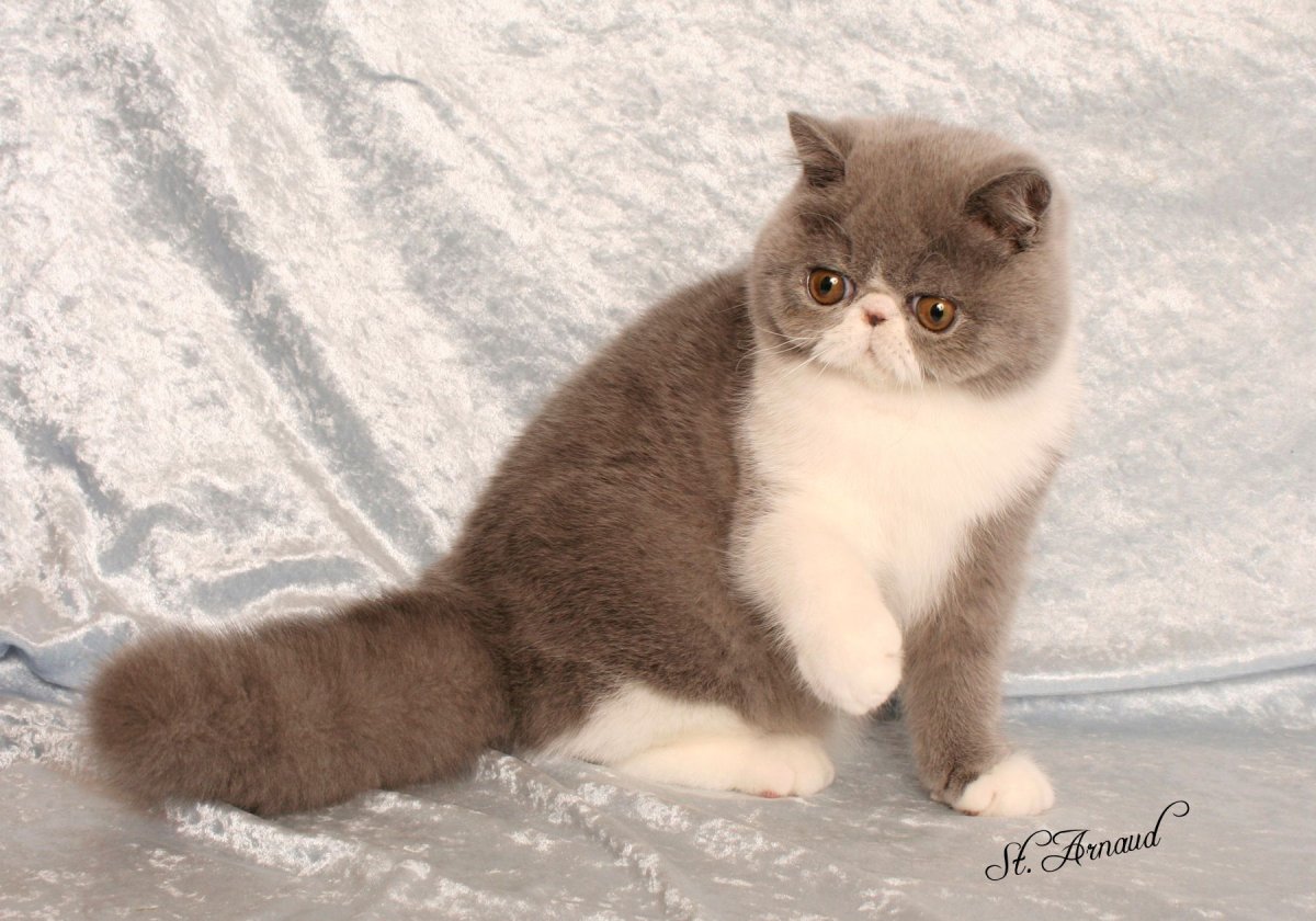 Вислоухий экзот Манчкин