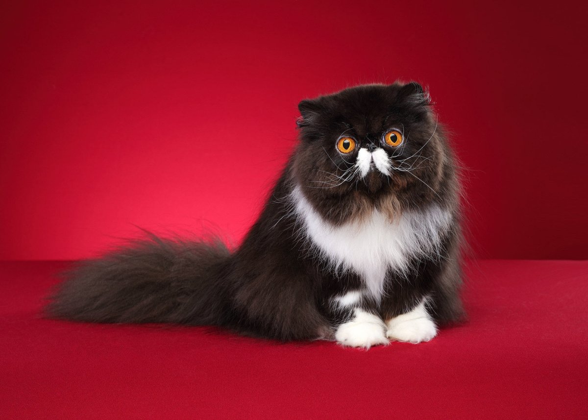 Кот экзот фон