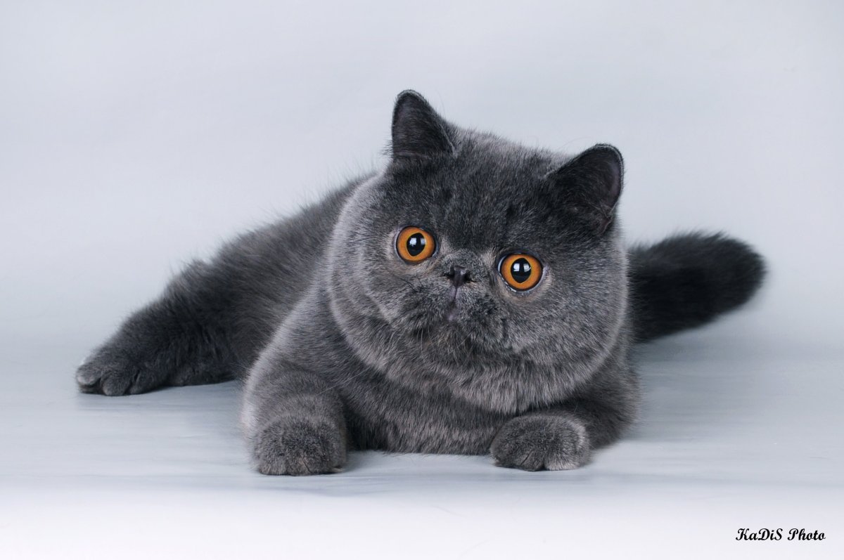 Персидский кот экзот черный