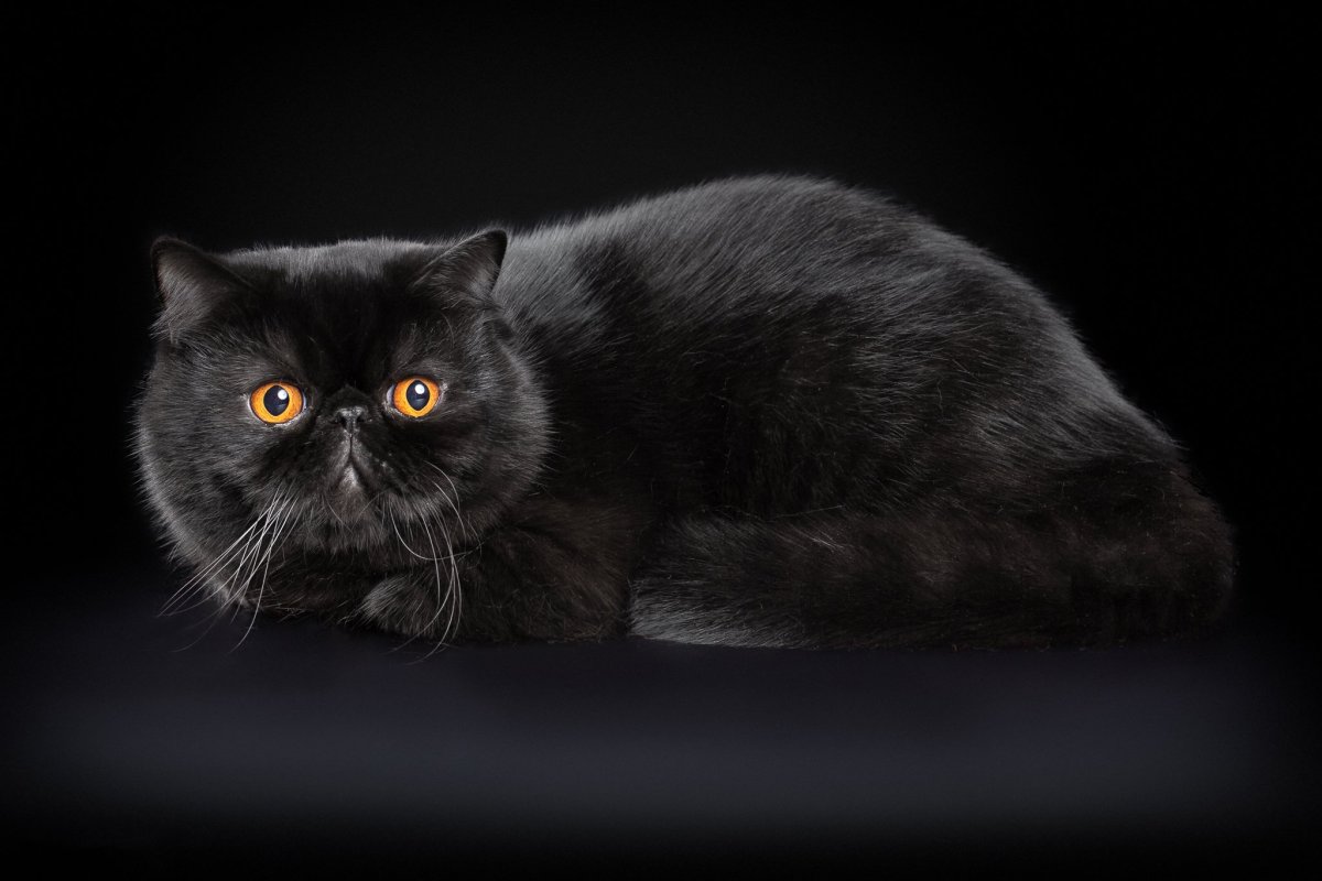 Экзот кошка черная