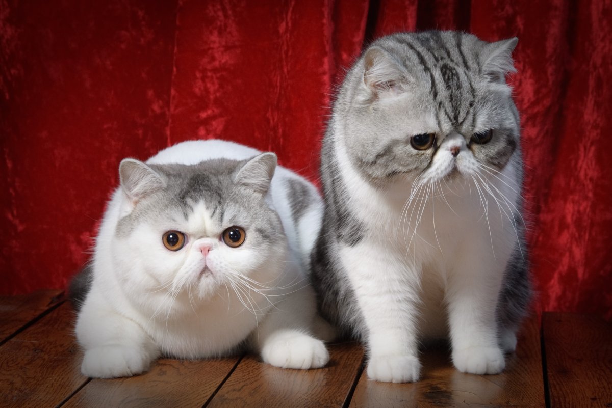 Экзот кошка рыжая