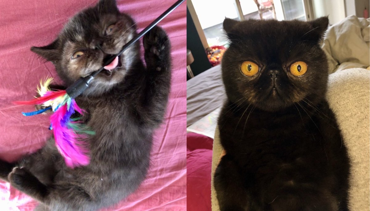 Кот экзот черный