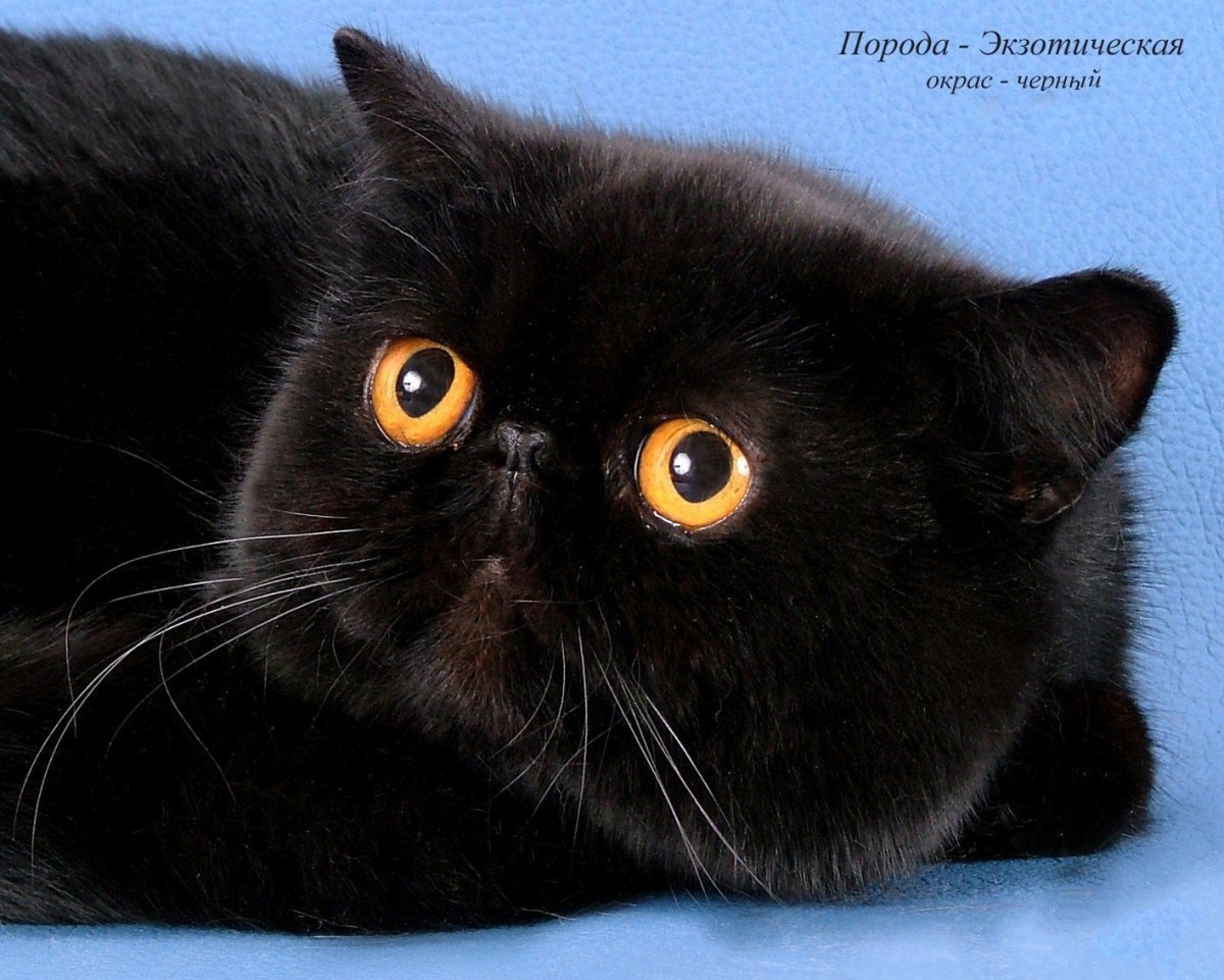 Персидский кот экзот черный