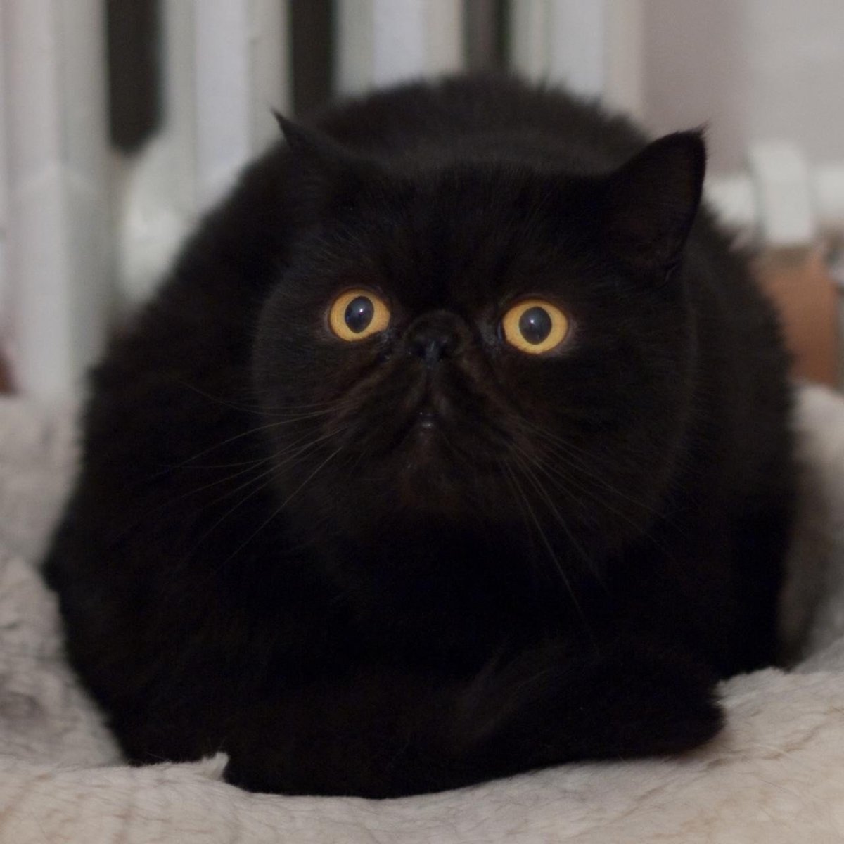 Перс экзот короткошерстный черный