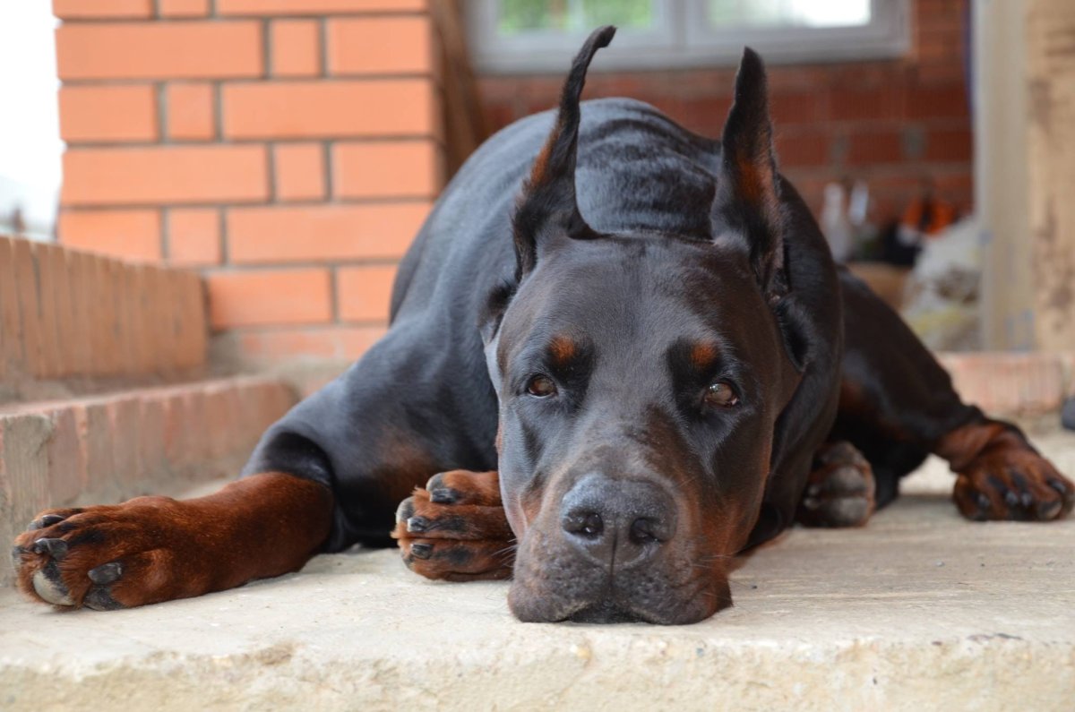 Самая большая собака Доберман