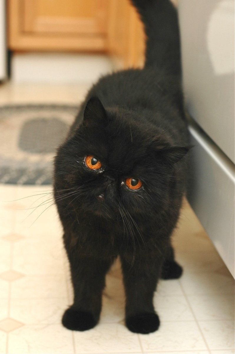 Экзот кошка черная