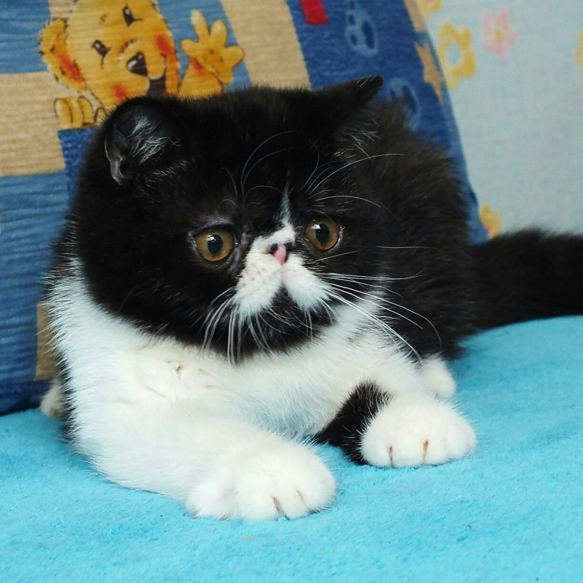 Кот экзот черный