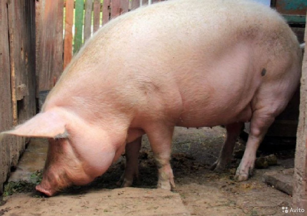Сибирская Северная порода свиней