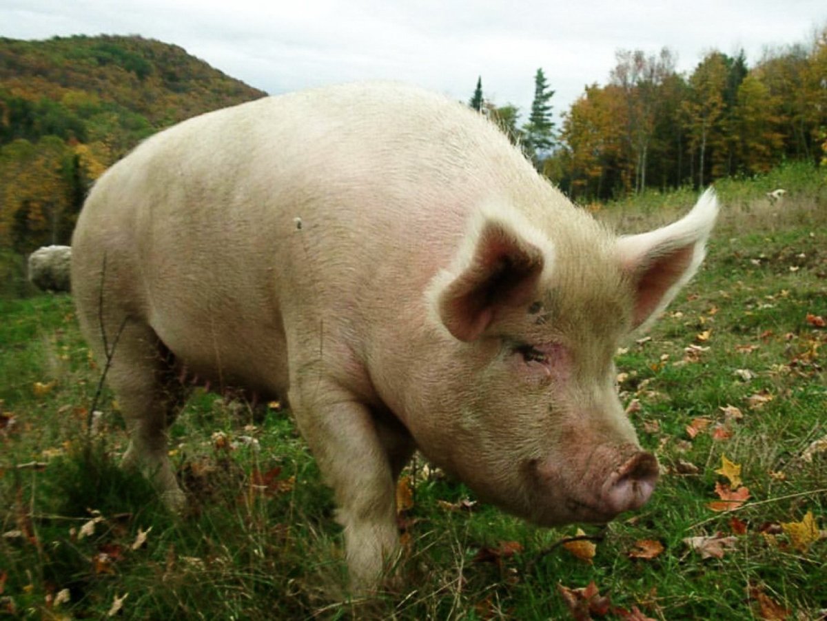 Порода поросят Темпо