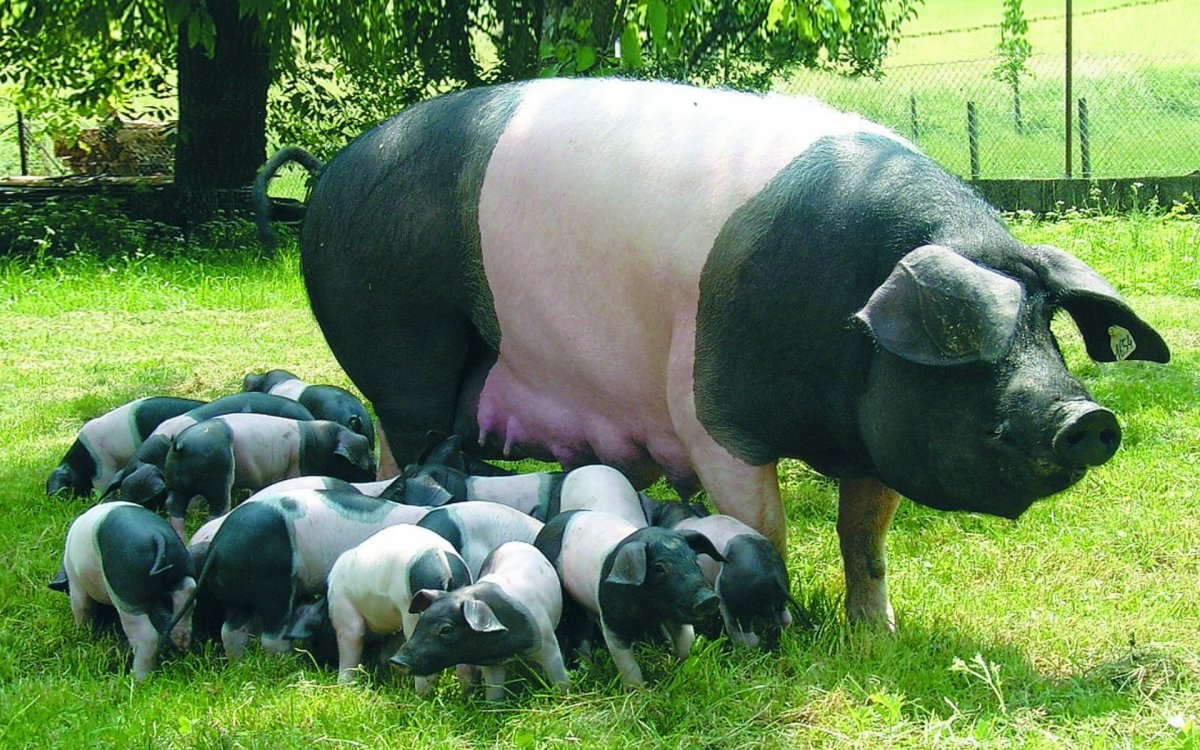 Черно белая порода свиней