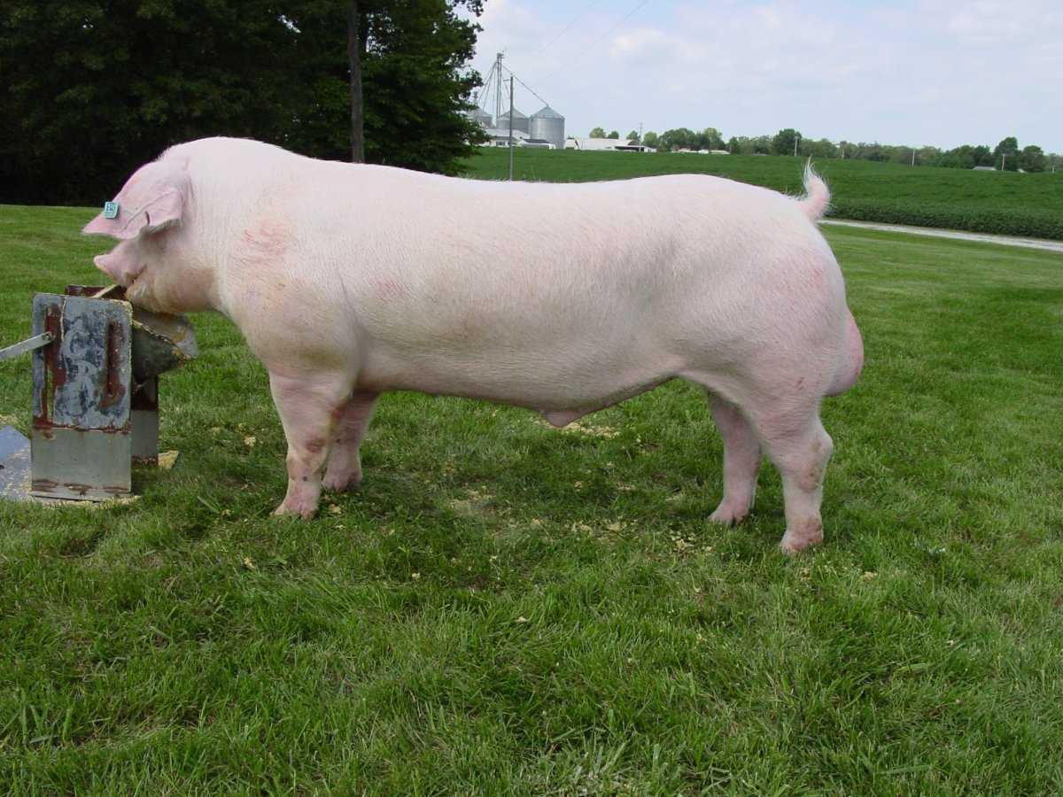 Эстонская беконная порода