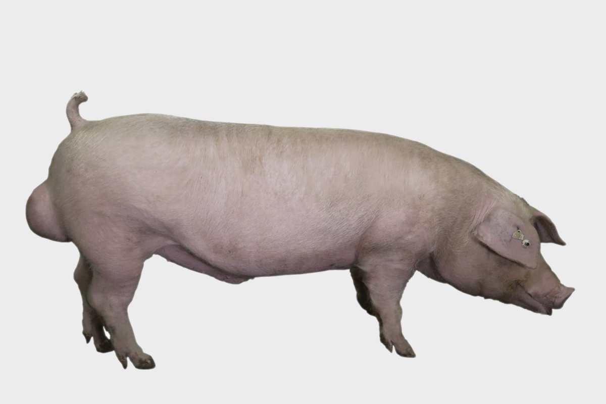 Норсвин ландрас