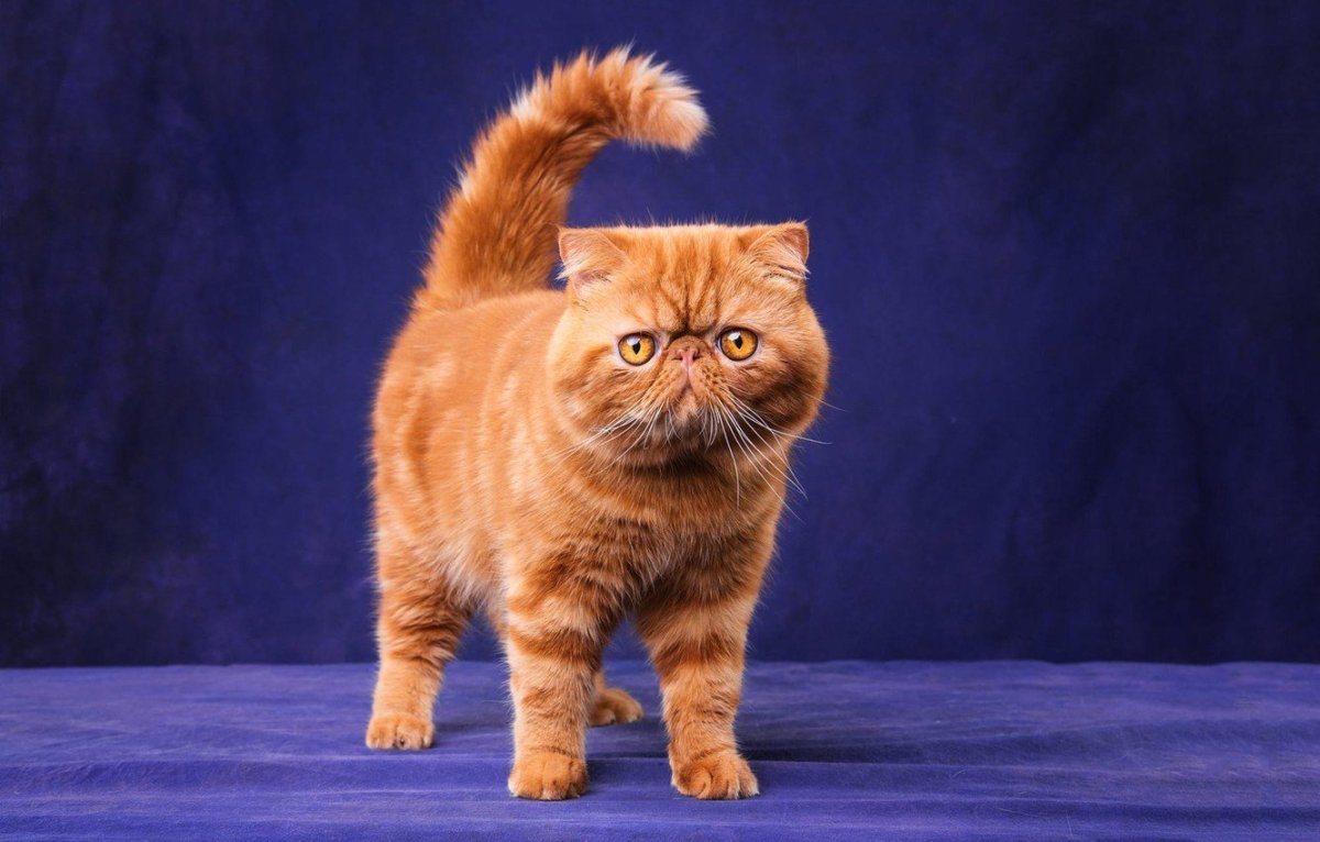 Кот экзот серый