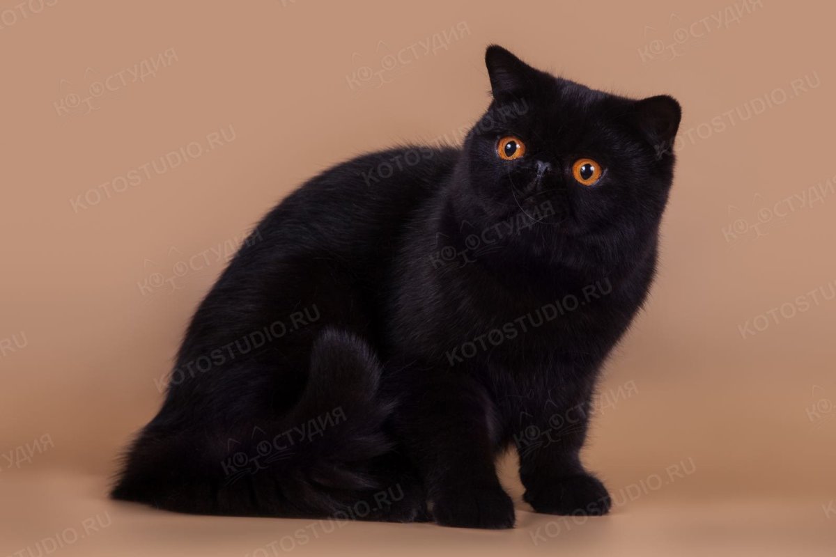 Шоколадный британец экзот