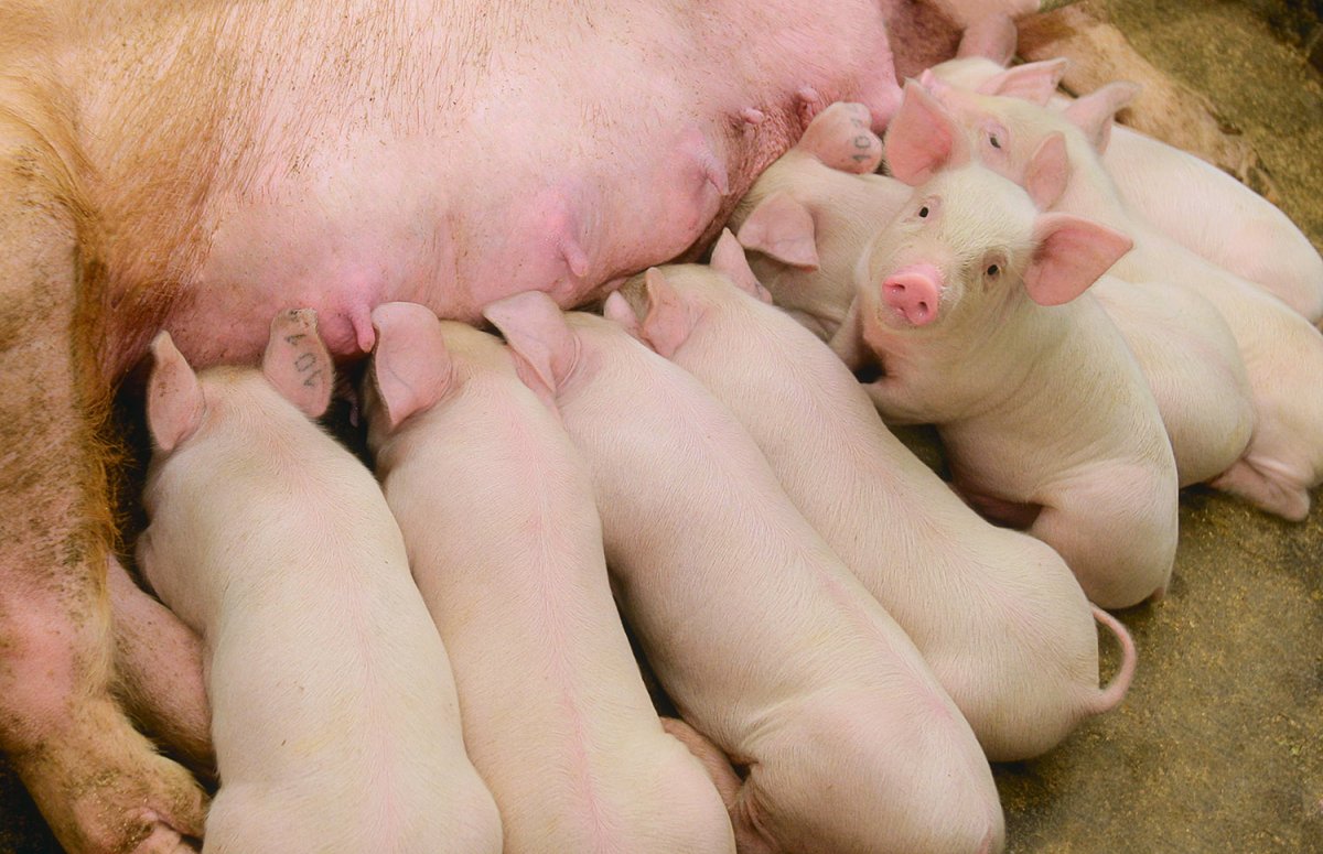 Крупная белая свинья