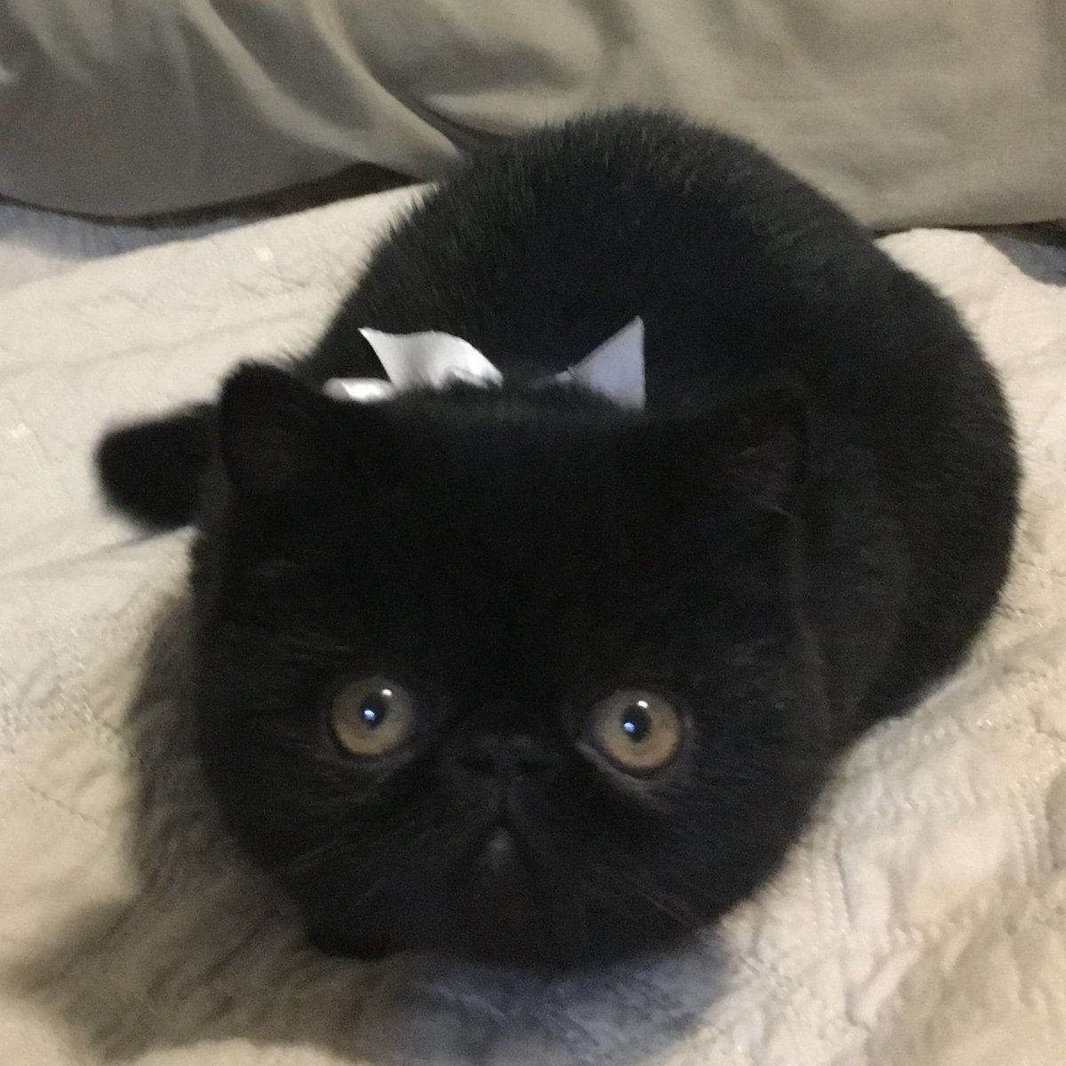 Кот экзот черный